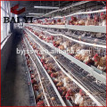 Dar Es Salaam Tanzânia Poultry Farm Melhor venda de gaiola de frango, gaiola de aves de capoeira